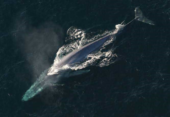 BLUE WHALE