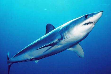 MAKO SHARK