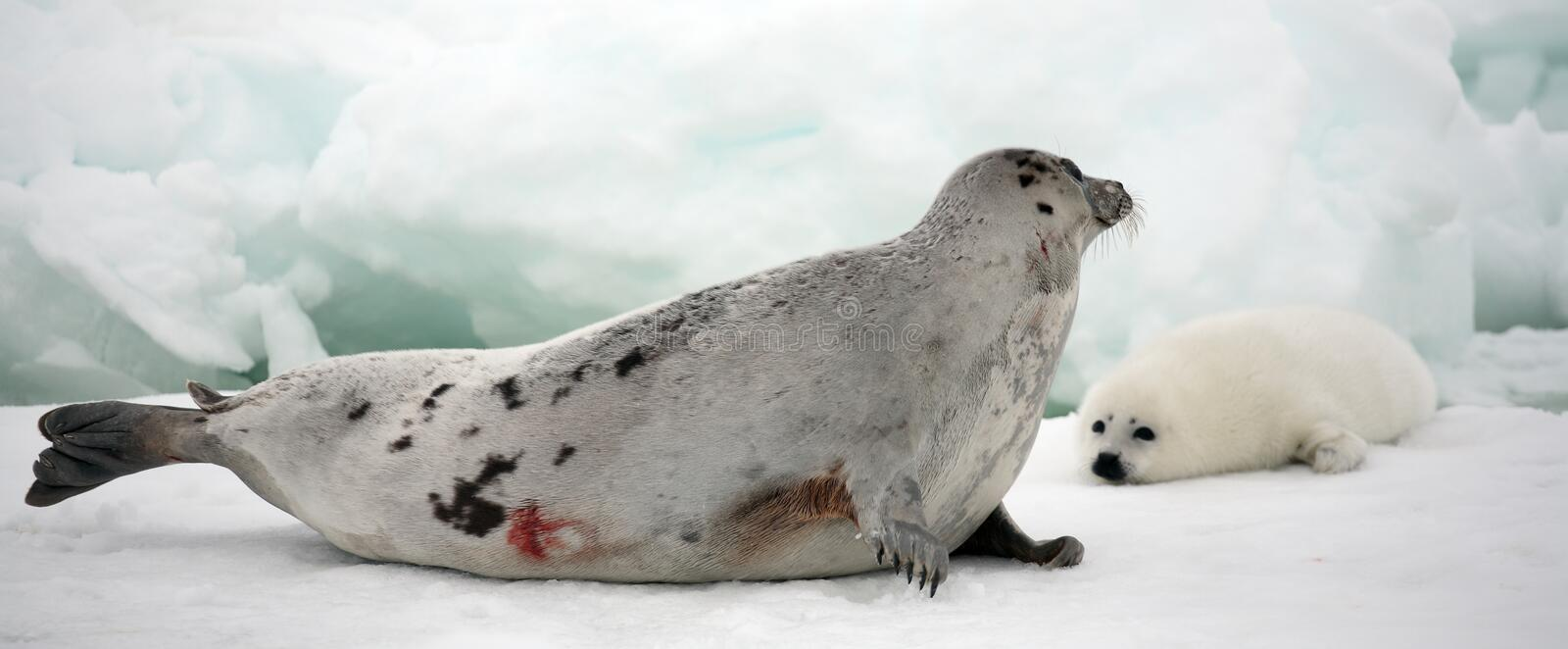MAMA HARP SEAL